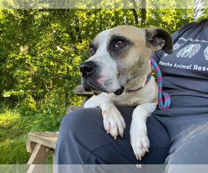 Mutt Dogs for adoption in Unionville, PA, USA