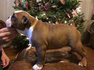 English Bulldog Puppy for sale in WESTPORT, MA, USA