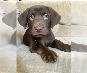 Labrador Retriever Puppy for sale in PITTSBURG, CA, USA