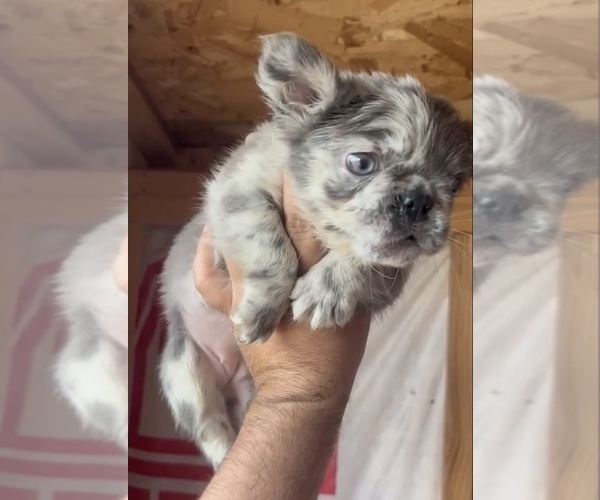 Medium Photo #12 English Bulldog Puppy For Sale in LITITZ, PA, USA