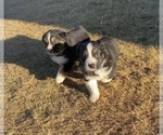 Small Photo #13 Australian Shepherd Puppy For Sale in LUBBOCK, TX, USA