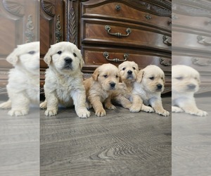 English Cream Golden Retriever Puppy for Sale in ELVERTA, California USA