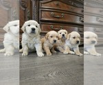 Image preview for Ad Listing. Nickname: Litter of 6