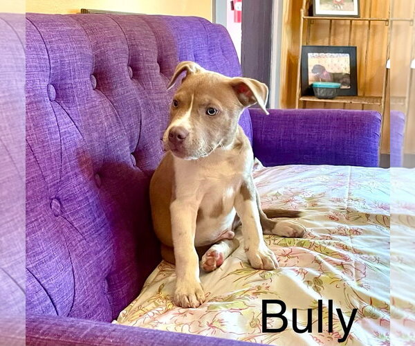 Medium Photo #3 Mutt Puppy For Sale in Rockaway, NJ, USA