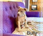 Small #2 Mutt