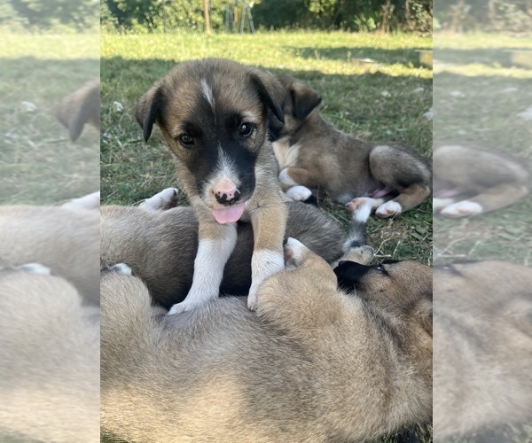Medium Photo #1 Anatolian Shepherd-Australian Shepherd Mix Puppy For Sale in LEBANON, OR, USA