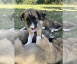 Small Anatolian Shepherd-Australian Shepherd Mix