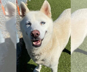 Siberian Husky Dogs for adoption in Fayetteville, NC, USA