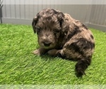 Small Photo #4 Aussiedoodle-Goldendoodle Mix Puppy For Sale in ETOWAH, TN, USA