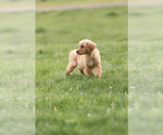 Small Photo #7 Golden Retriever Puppy For Sale in POWERS, OR, USA