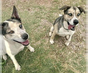 Reese - Female Siberian Husky-Unknown Mix Dog for Adoption - Photo #7