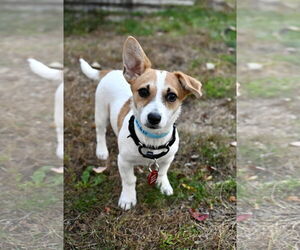 Chihuahua-Unknown Mix Dogs for adoption in Wakefield, RI, USA