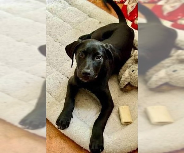 Medium Photo #3 Labrador Retriever-Unknown Mix Puppy For Sale in Farmington, MN, USA