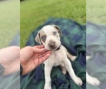 Small #10 Catahoula Leopard Dog