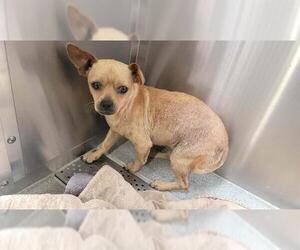 Chihuahua Dogs for adoption in Orange, CA, USA