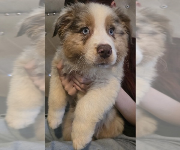 Medium Photo #25 Australian Shepherd Puppy For Sale in ROY, UT, USA