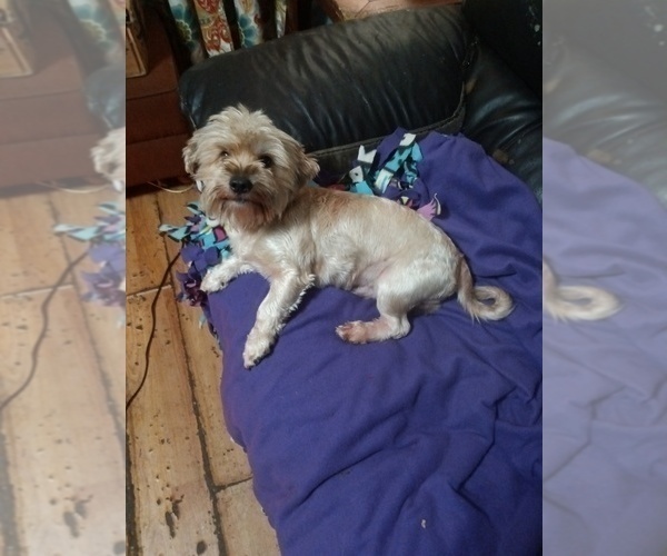 Medium Photo #6 Yorkshire Terrier Puppy For Sale in JOHNSTOWN, PA, USA