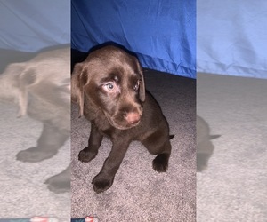 Bernedoodle-Labrador Retriever Mix Puppy for sale in GREENVILLE, PA, USA