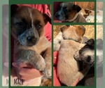 Puppy Green Collar Australian Cattle Dog