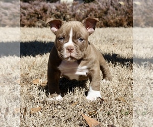 American Bully Puppy for sale in COVINGTON, GA, USA