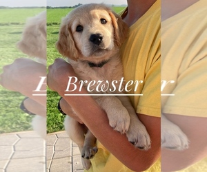 Golden Labrador Puppy for sale in CLINTONVILLE, WI, USA