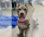 Small #4 Bullboxer Pit
