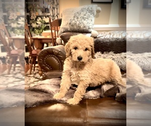 Poodle (Standard) Puppy for sale in DOBSON, NC, USA