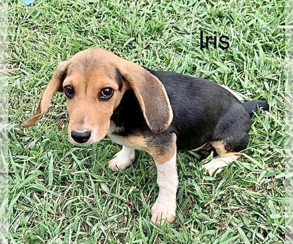 Medium Photo #8 Beagle Puppy For Sale in MARSHALL, AR, USA