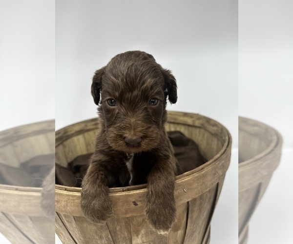Medium Photo #9 Labradoodle-Labrador Retriever Mix Puppy For Sale in KENLY, NC, USA