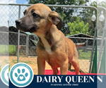 Small #2 Labrador Retriever Mix