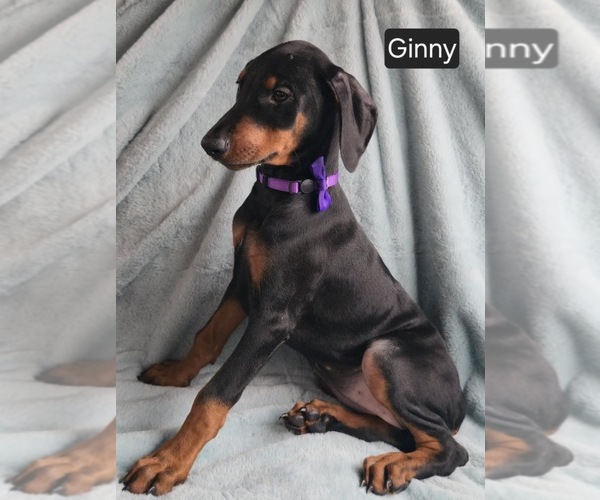 Medium Photo #2 Doberman Pinscher Puppy For Sale in POMEROY, OH, USA