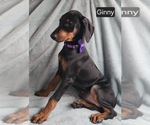 Small #1 Doberman Pinscher