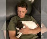 Small #7 German Shorthaired Pointer