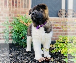 Akita Puppy for sale in MIDLOTHIAN, TX, USA