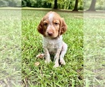 Puppy Red Brittany
