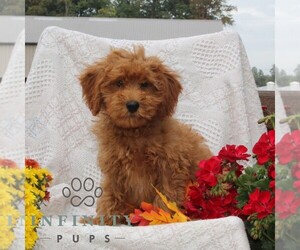 Cavapoo Puppy for sale in RISING SUN, MD, USA