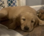 Small Photo #13 Golden Retriever Puppy For Sale in ELKHART, IN, USA