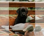 Puppy Bandit Labrador Retriever