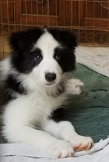 Border Collie Puppy for sale in DULUTH, GA, USA