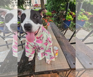 Rory - Male American Pit Bull Terrier Dog for Adoption - Photo #38