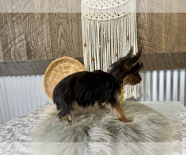 Medium Photo #4 Yorkshire Terrier Puppy For Sale in NAPPANEE, IN, USA