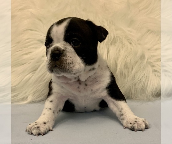 Medium Photo #10 Bulldog Puppy For Sale in JACKSONVILLE, FL, USA