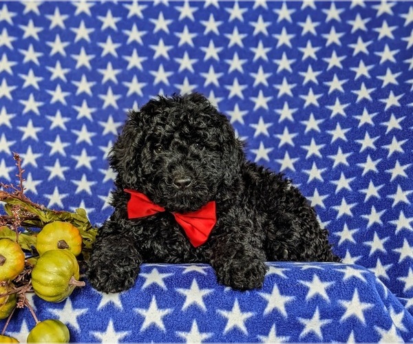 Medium Photo #7 Miniature Labradoodle Puppy For Sale in QUARRYVILLE, PA, USA