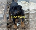 Small Photo #1 Doberman Pinscher Puppy For Sale in RICHMOND, VA, USA