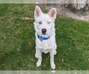 Siberian Husky-Unknown Mix Dogs for adoption in San Clemente, CA, USA