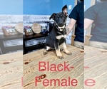 Small Photo #3 German Shepherd Dog Puppy For Sale in VALDOSTA, GA, USA