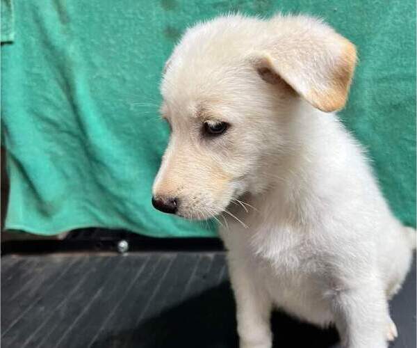 Medium Photo #3 German Shepherd Dog Puppy For Sale in SODUS, NY, USA