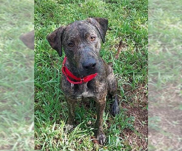 Medium Photo #1 Labrador Retriever-Unknown Mix Puppy For Sale in Fort Lauderdale, FL, USA