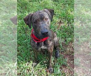 Labrador Retriever-Unknown Mix Dogs for adoption in Fort Lauderdale, FL, USA