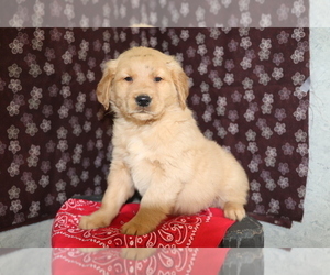 Golden Retriever Puppy for sale in SHILOH, OH, USA